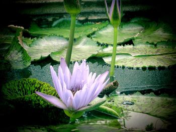 Close-up of lotus water lily in pond