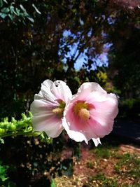 Close-up of pink flowering plant