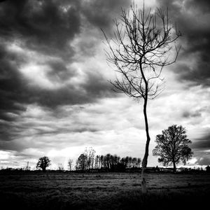 Silhouette bare trees on field against sky