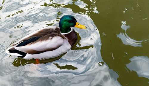 High angle view of mallard duck swimming in lake