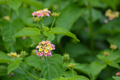 Multicolored lantana flowers in the garden. beautiful colorful hedge flower, weeping lantana.