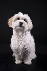 Portrait of white puppy against black background