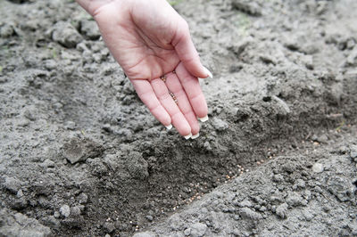 Cropped hand putting seeds on field