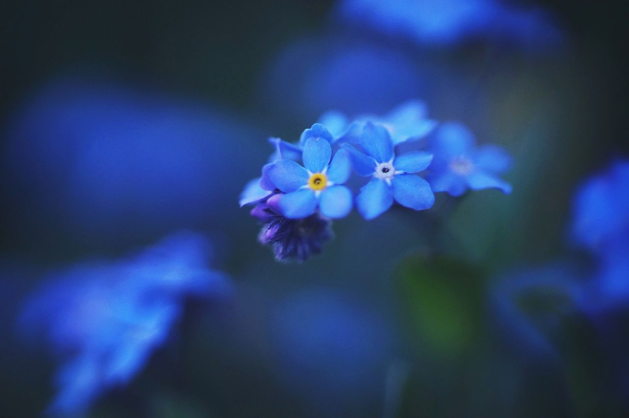 CLOSE-UP OF PURPLE BLUE FLOWERING PLANT