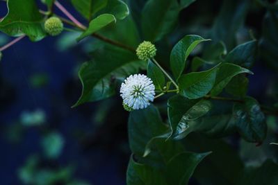 Close-up of flowers