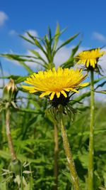 Close-up of yellow flowering plant against sky