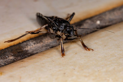 Close-up of spider