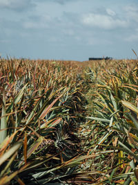 Close-up of crops growing on field against sky