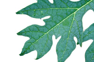 Close-up of leaf against white background