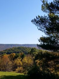 Trees on landscape against clear sky