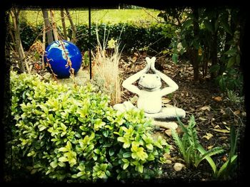 Plants growing on field