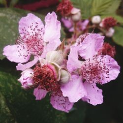 Close-up of pink flowers