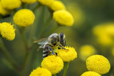 Close-up of honey bee on yellow flower