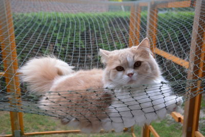 Close-up portrait of a cat in cage