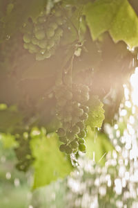 Close-up of water drops on plant