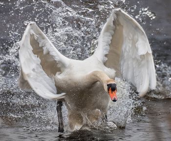 View of swan in lake