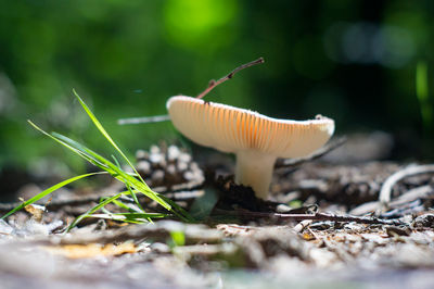 Close-up of mushrooms growing on plant