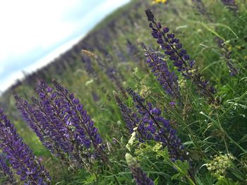 Close-up of purple flowering plant on field