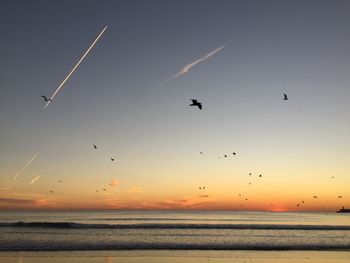 Silhouette birds flying over beach against sky during sunset