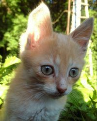 Portrait of cat