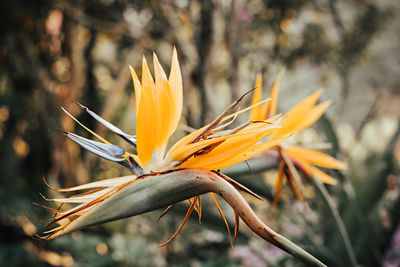 Close-up of yellow flower blooming outdoors