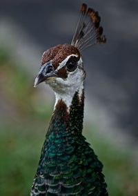 Close-up of peacock