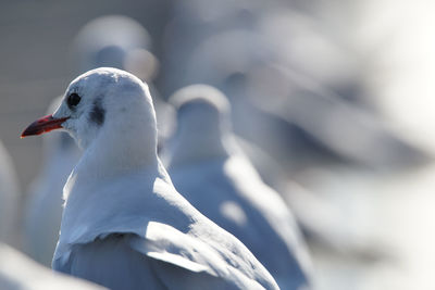 Close-up of seagull