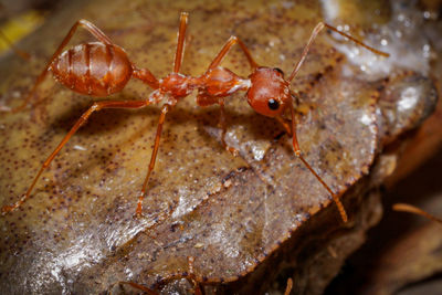 Close-up of ant on leaf