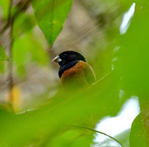 Close-up of bird perching on branch