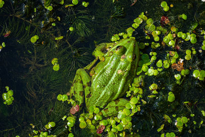 High angle view of lizard on plant