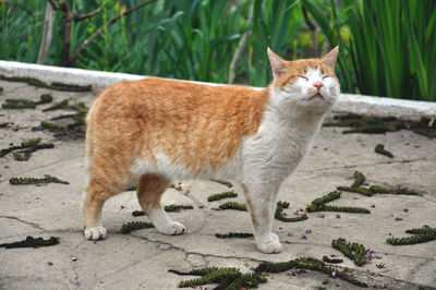 Portrait of cat standing on footpath