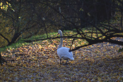 Swan on shore
