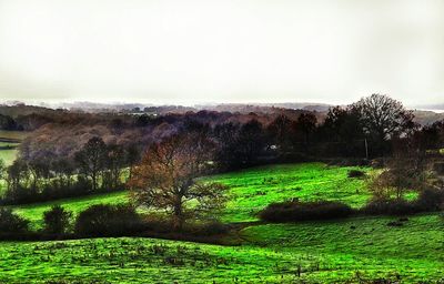 Scenic view of grassy field against sky