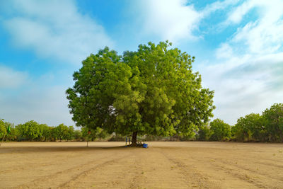 Scenic view of trees against sky