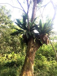 Tree trunk amidst plants in forest
