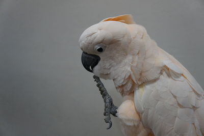 Close-up of parrot perching