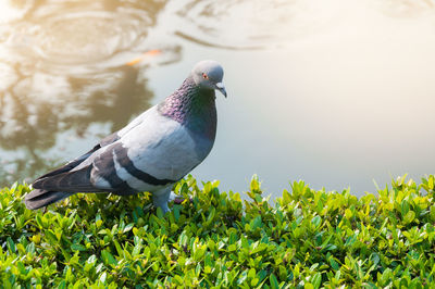 Close-up of pigeon perching on plant