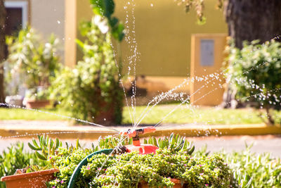 Close-up of wet plants