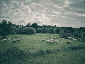 Flock of sheep on grassy field against sky