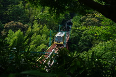 View of plants and trees in forest