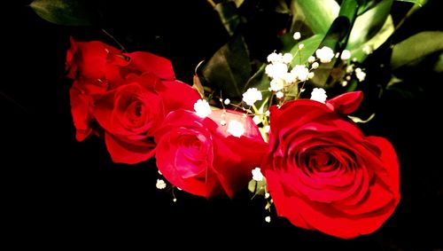 Close-up of red rose
