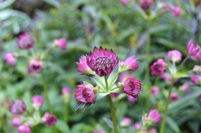 Close-up of pink flowering plants