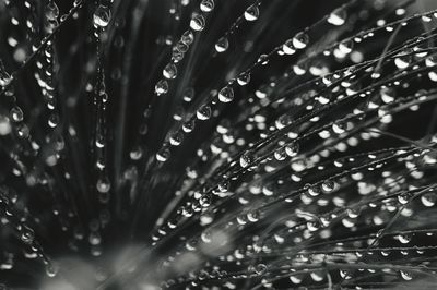 Close-up of water drops on plant