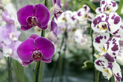 Close-up of purple flowers blooming outdoors