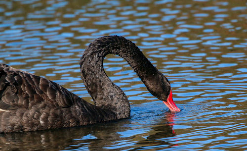 Black swans swimming in lake