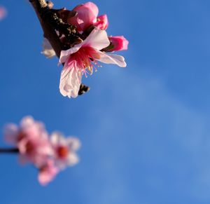 Low angle view of cherry blossom against blue sky