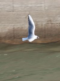 Seagull flying over water