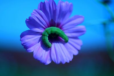 Close-up of purple flower