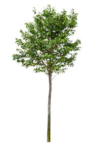 Low angle view of tree against white background