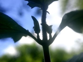 Close-up of silhouette tree against sky
